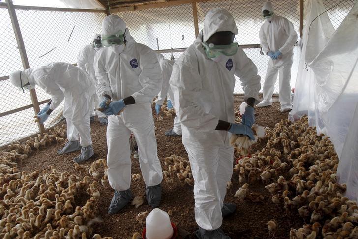 REPRESENTATIVE IMAGE: Workers from the Animal Protection Ministry cull chicks to contain an outbreak of bird flu at a farm in Ivory Coast, August 14, 2015 (Reuters / Luc Gnago) 
