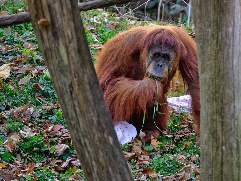 Image of an orangutan used for representation purposes only.