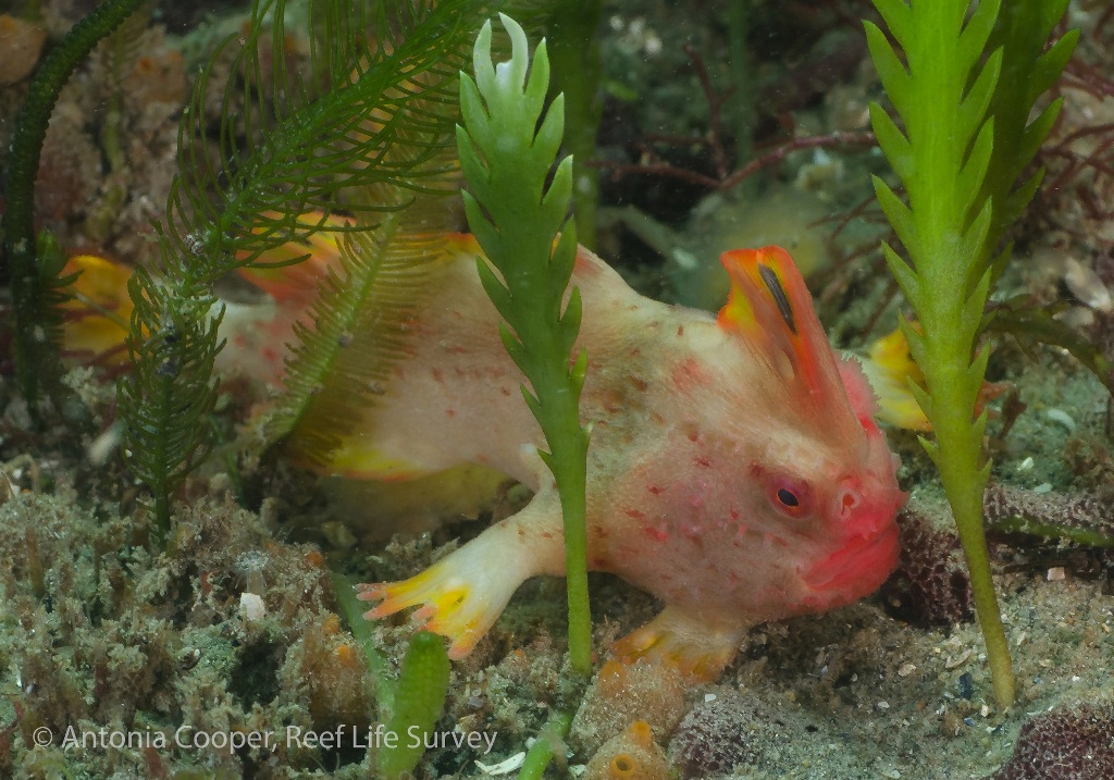 Image taken from the Institute for Marine and Antarctic Studies page. Antonia Cooper / Reef Life Survey
