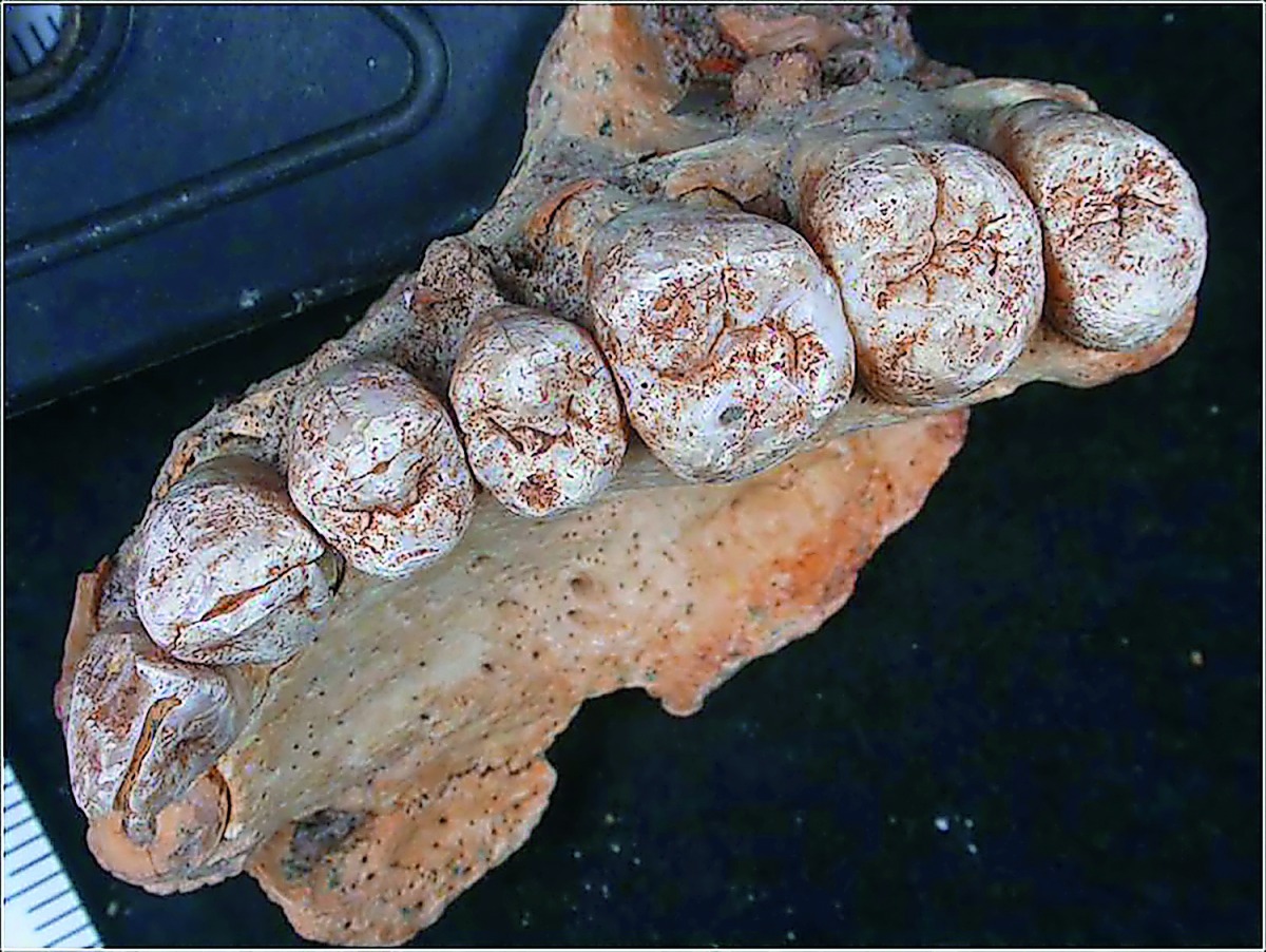 A handout photo made available by the Tel Aviv University on 25 January 2018 shows a complete jawbone with teeth recently discovered at Misliya Cave on Mount Carmel In Israel dated to 177,000-194,000 years ago.  EPA/Tel Aviv University Handout