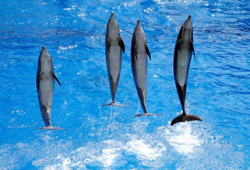Dolphins perform during a press visit May 10, 2017 at the Marineland Zoo in Antibes, France.  Reuters/Eric Gaillard