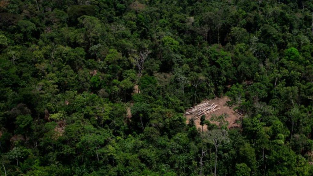 An aerial view of illegal logging in a forest shown; used for representation only.