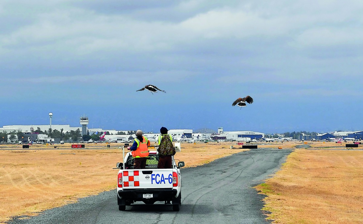 Two Harris's hawks (Aguililla de Harris in Spanish) (Parabuteo-unicinctus) are released by personnel of the Fumigation and Avian Control company to patrol the runways and air space over Mexico City's Benito Juarez International Airport on January 29, 2018