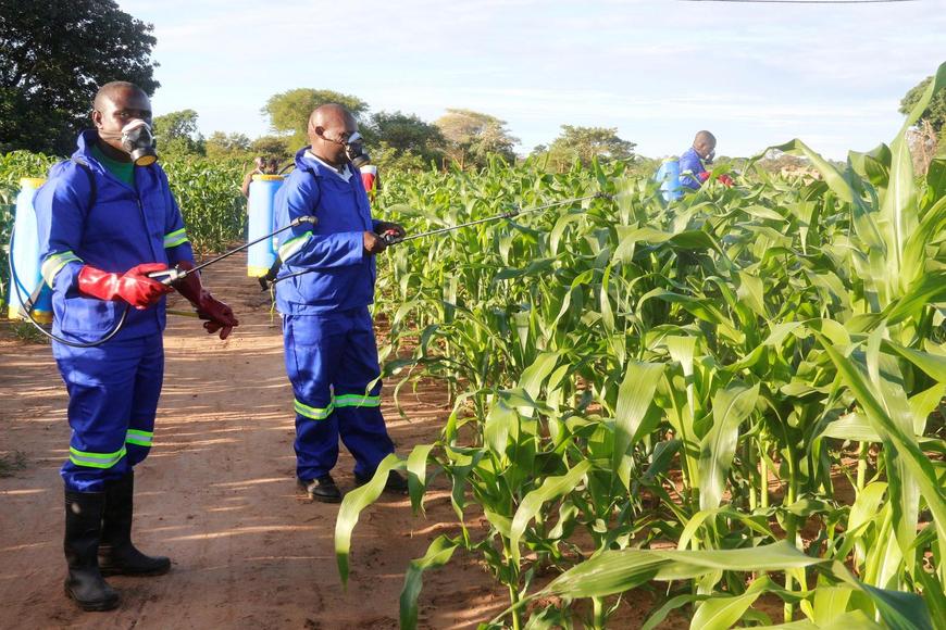 Farmers spraying their maize crops with pesticides (Photo courtesy: Afrika News / face2faceafrica.com) 