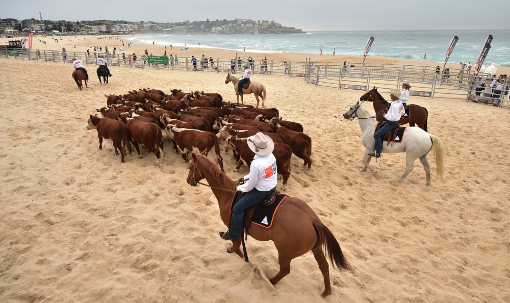 Cows are mustered after being released from a cattle truck onto Bondi Beach in Sydney on March 16, 2018 as part of an effort called 