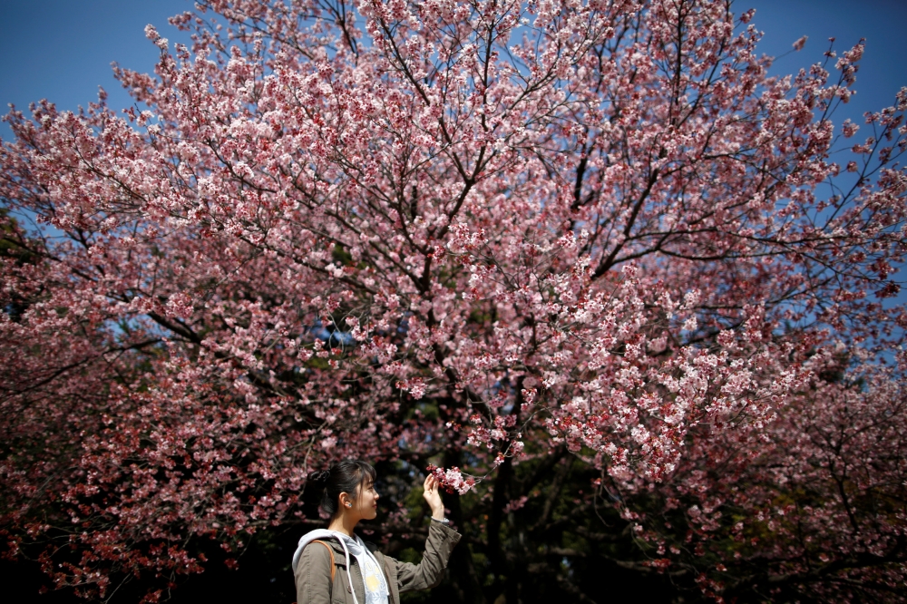 A visitor looks at early flowering Kanzakura cherry blossoms in full bloom at the Shinjuku Gyoen National Garden in Tokyo, Japan March 14, 2018. REUTERS/Issei Kato