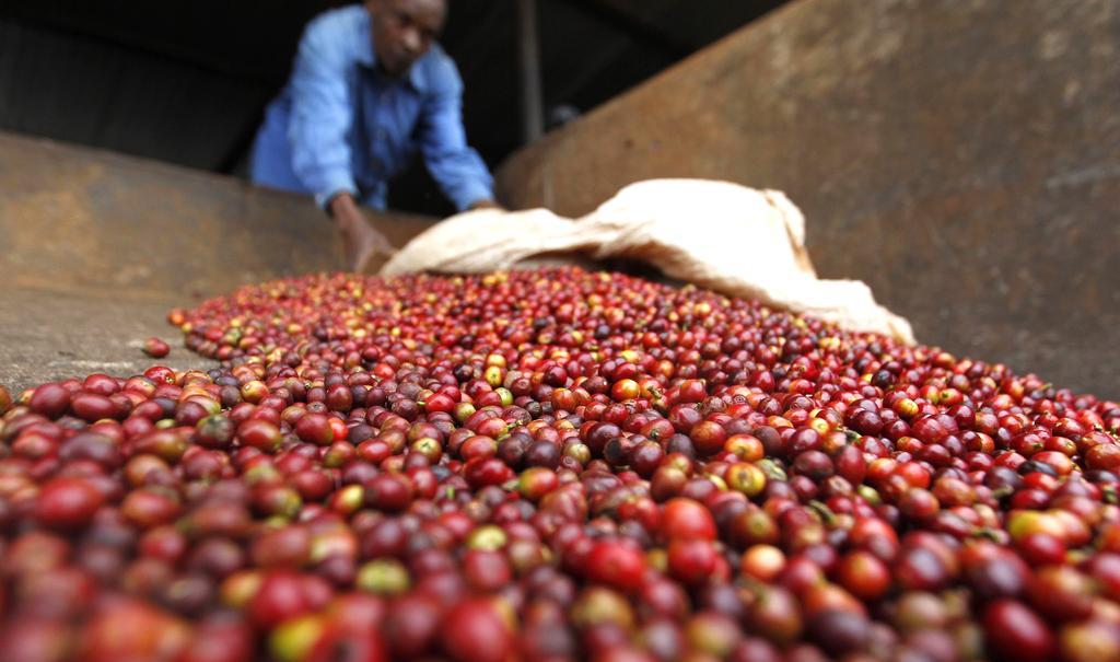 Kenyan coffee farmers. FILE PHOTO. Reuters