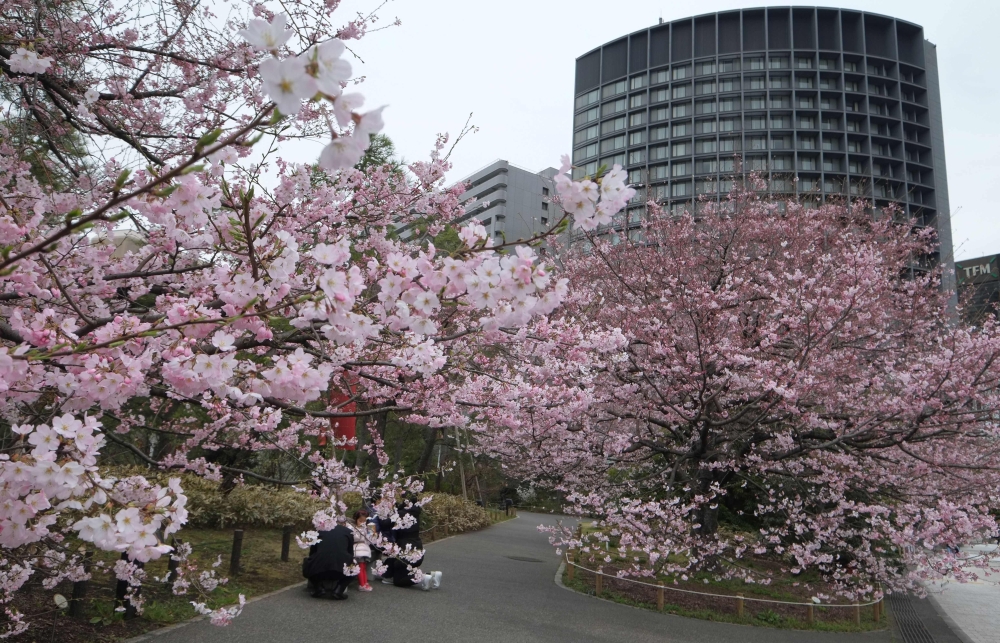 Pedestrians stroll beside the early blooming cherry blossoms in Tokyo on March 19, 2018. AFP / Kazuhiro Nogi 