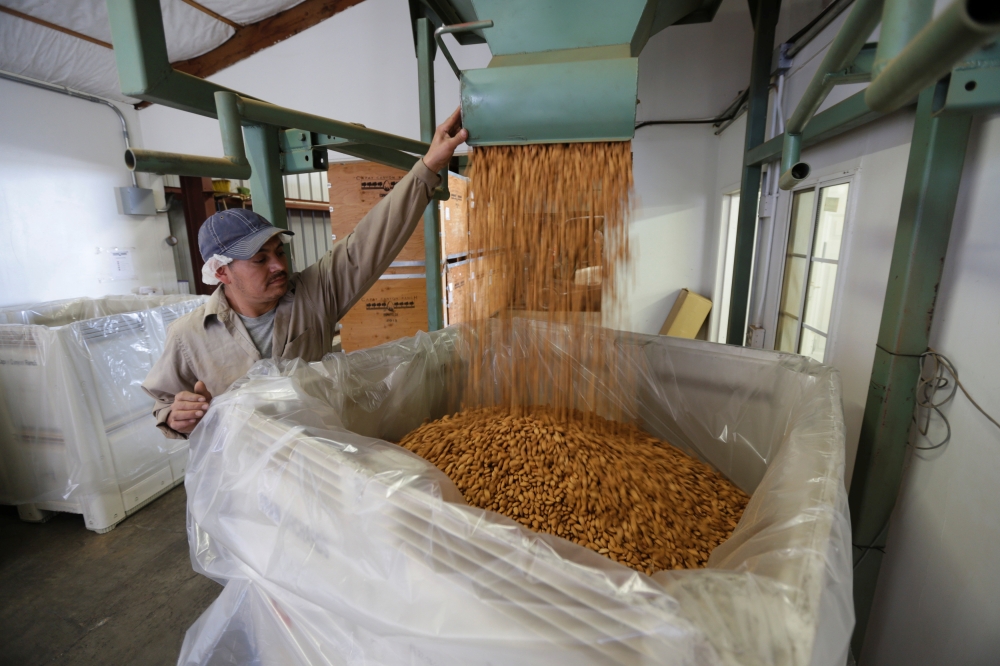 Carmelo Morillo fills a shipping container with almonds at Capay Canyon Ranch in Esparto, California, U.S. April 2, 2018. Reuters / Elijah Nouvelage