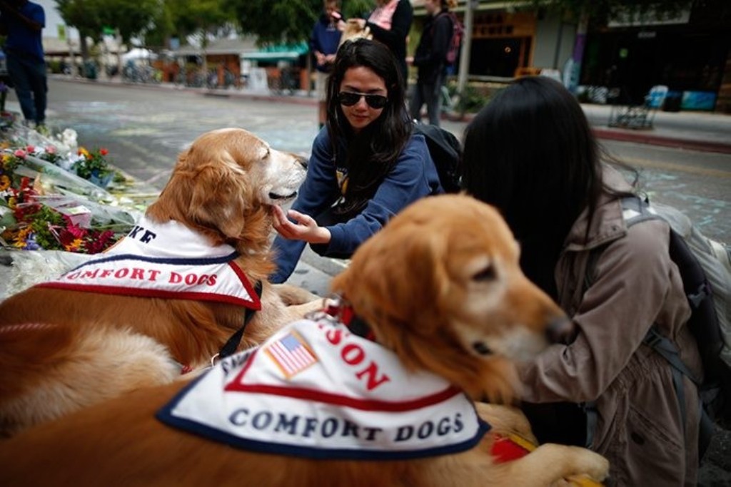 File photo of comfort dogs used as representation. REUTERS/Lucy Nicholson 