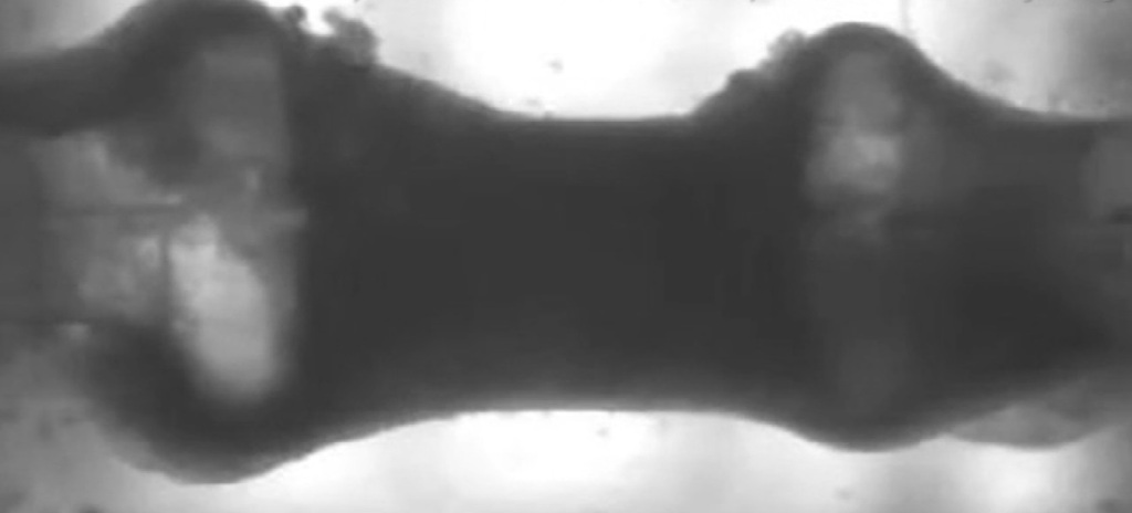 A screengrab from a video, showing the human heart muscle made out of stem cells, released by Columbia University School of Engineering and Applied Science.