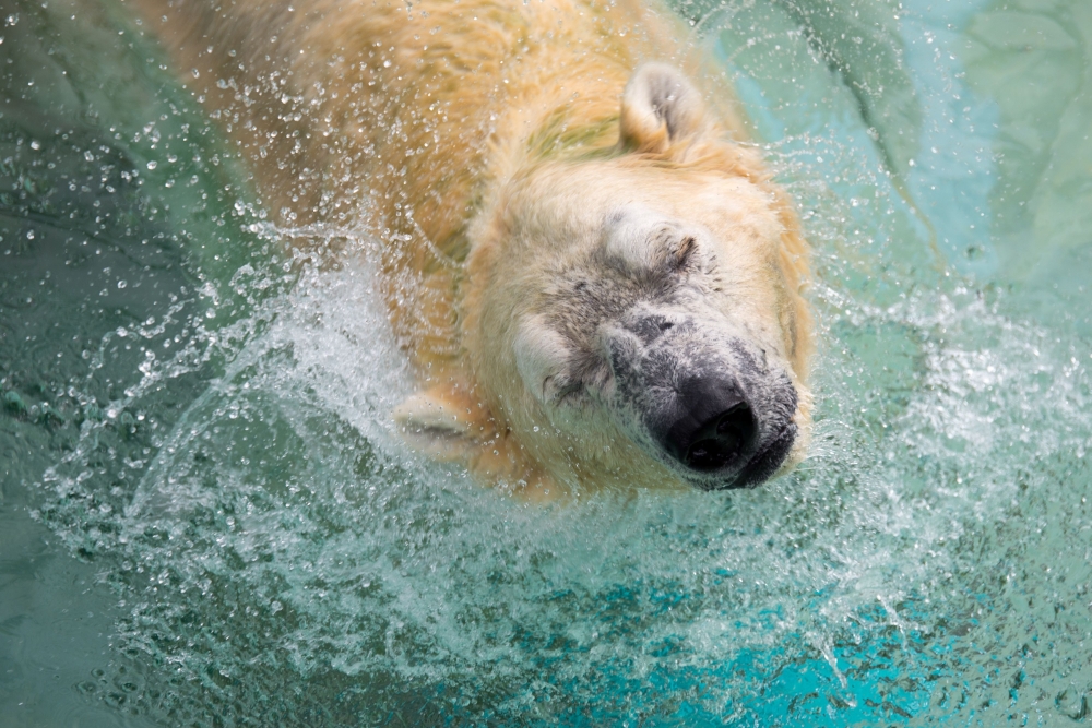 (FILES) This photograph taken on December 26, 2017 shows Inuka, a senior polar bear, shaking his head as he lounges in the pool in his enclosure at the Singapore Zoo. AFP / TOH TING WEI