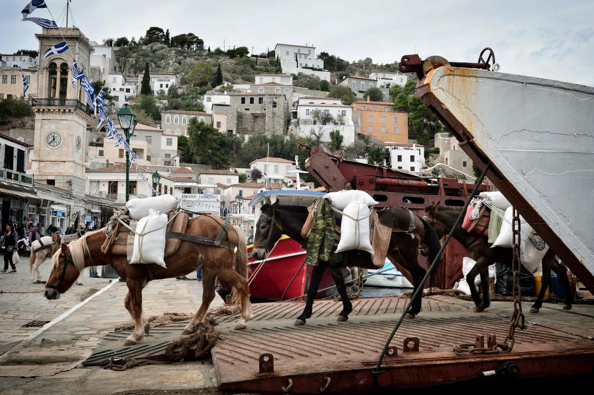 Mules transport goods from commercial ferry on the Greek island of Hydra where cars are prohibited on November 12, 2016. AFP / Louisa Gouliamaki