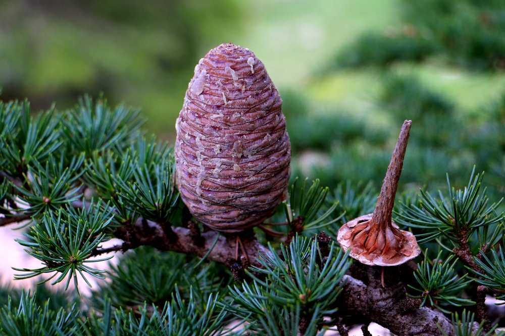 This handout photo taken in the Al-Shouf Ceder Nature Reserve in Lebanon on April 25, 2018 and released on May 21, 2018 by the International Union for Conservation of Nature (IUCN) shows the Lebanese Cedar. AFP / IUCN / James Hardcastle