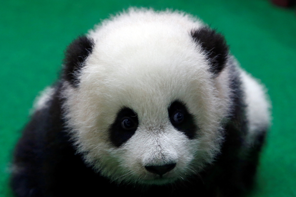 The four-month-old female giant panda cub, born to mother Liang Liang and father Xing Xing, on display to the public for the first time at the National Zoo in Kuala Lumpur, Malaysia May 26, 2018. REUTERS/Lai Seng Sin