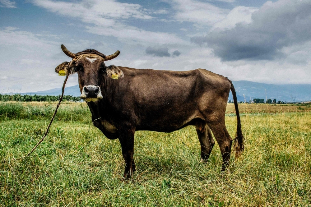This handout picture taken near the village of Kopilovtsi on June 10, 2018 and released on June 11, 2018, by the Four Paws Foundation shows Penka the cow that risked death by staying over the EU border. (AFP PHOTO / FOUR PAWS FOUNDATION / HRISTO VLADEV)