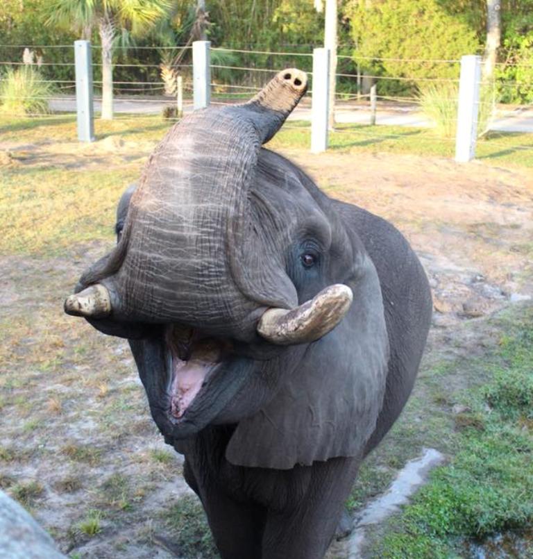 Image taken from Jacksonville Zoo and Gardens Facebook page.