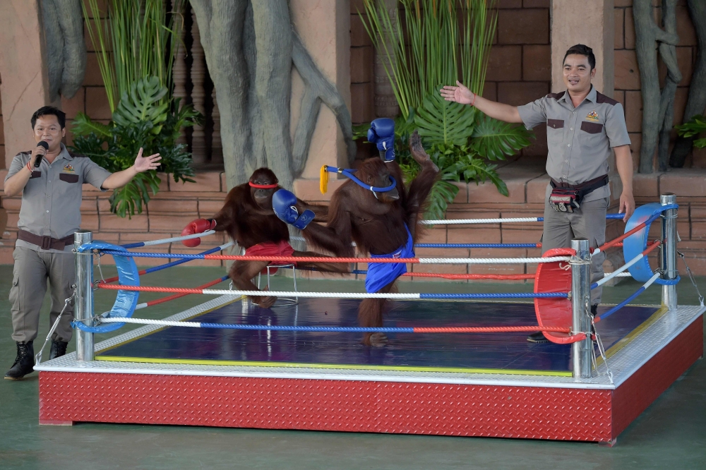 Two orangutans perform kickboxing before Cambodian Prime Minister Hun Sen (not in picture) while zoo personnel looks on during the inauguration of Phnom Penh Safari on June 23, 2018. AFP / TANG CHHIN Sothy