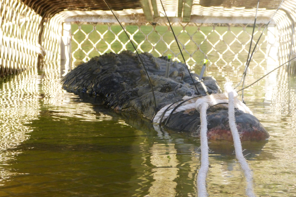 A near 5-metre crocodile that was captured in Taylor's Park in the Northern Territory, Australia is seen in this undated image obtained July 10, 2018. AAP Image/Supplied by Northern Territory Parks and Wildlife via Reuters