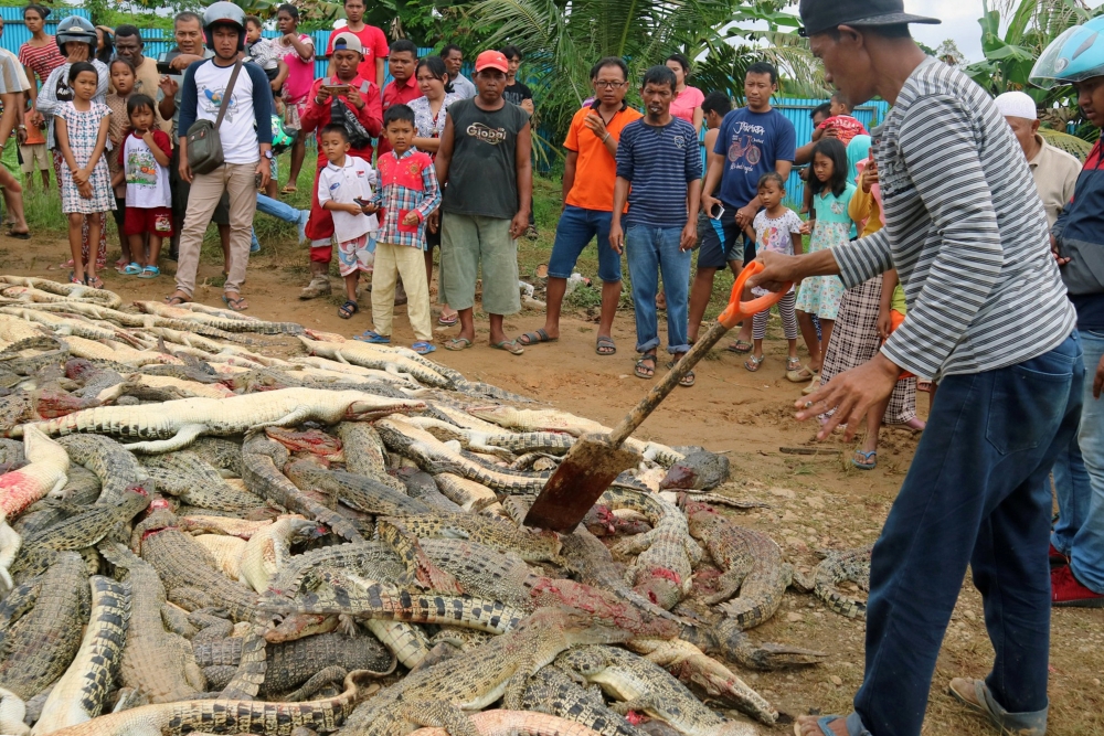 Local residents look at the carcasses of hundreds of crocodiles from a breeding farm after they were killed by angry locals following the death of a man who was killed in a crocodile attack in Sorong regency, West Papua, Indonesia July 14, 2018 in this ph