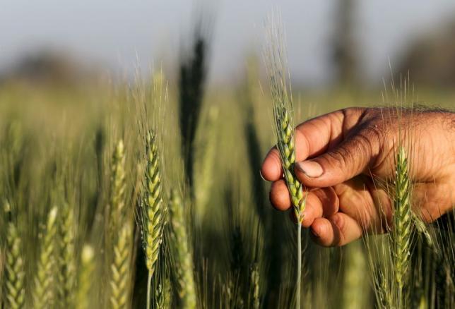 A farmer tends to a wheat farm in the El-Dakahlia governorate, north of Cairo, February 16, 2016. (Reuters / Mohamed Abd El Ghany)