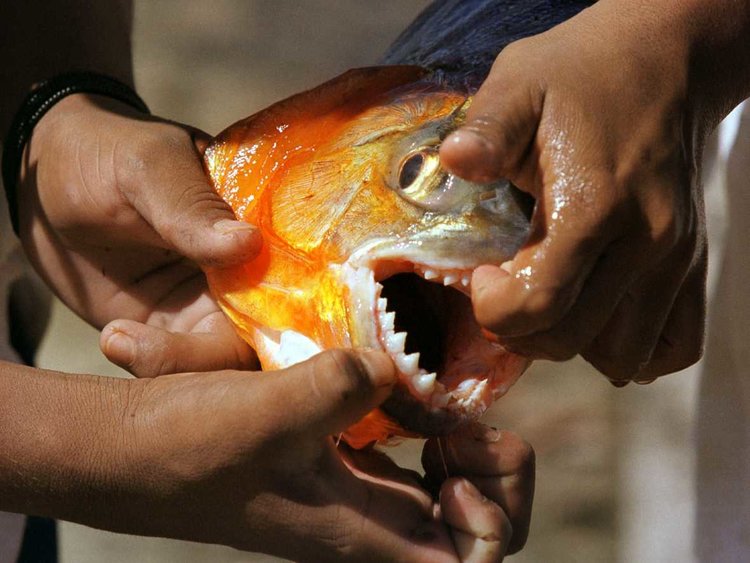 Howser said pacu have been caught in Oklahoma waters, likely because people buy them as pets and toss them into lakes when they become too large for their aquariums. (Reuters file photo)  