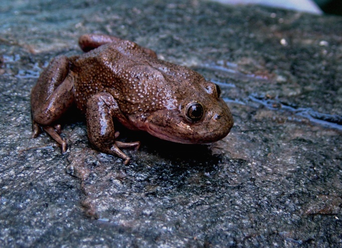 Telmatobius frog from northern Chile. (Photo courtesy:  José Grau de Puerto Montt/Wikimedia Commons/CC BY-SA 3.0 ) 


