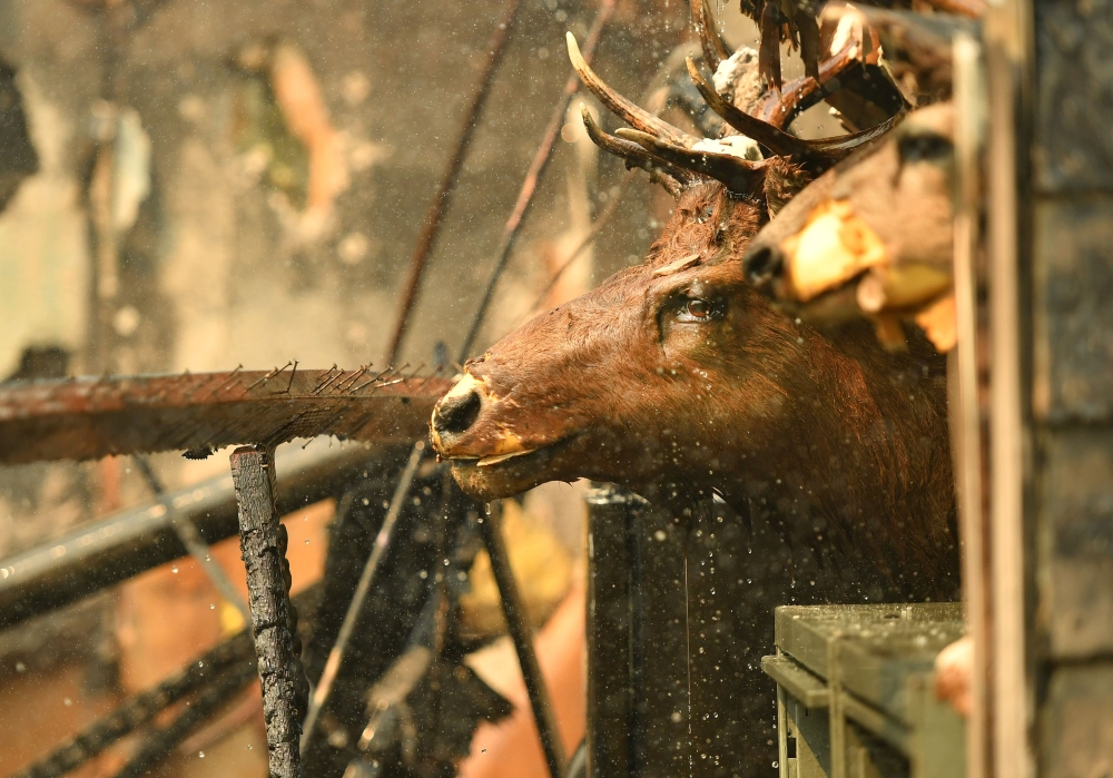 A moose head is seen mounted to a wall as a California Fire firefighters douse a burning home during the Carr fire in Redding, California on July 27, 2018. AFP / Josh Edelson