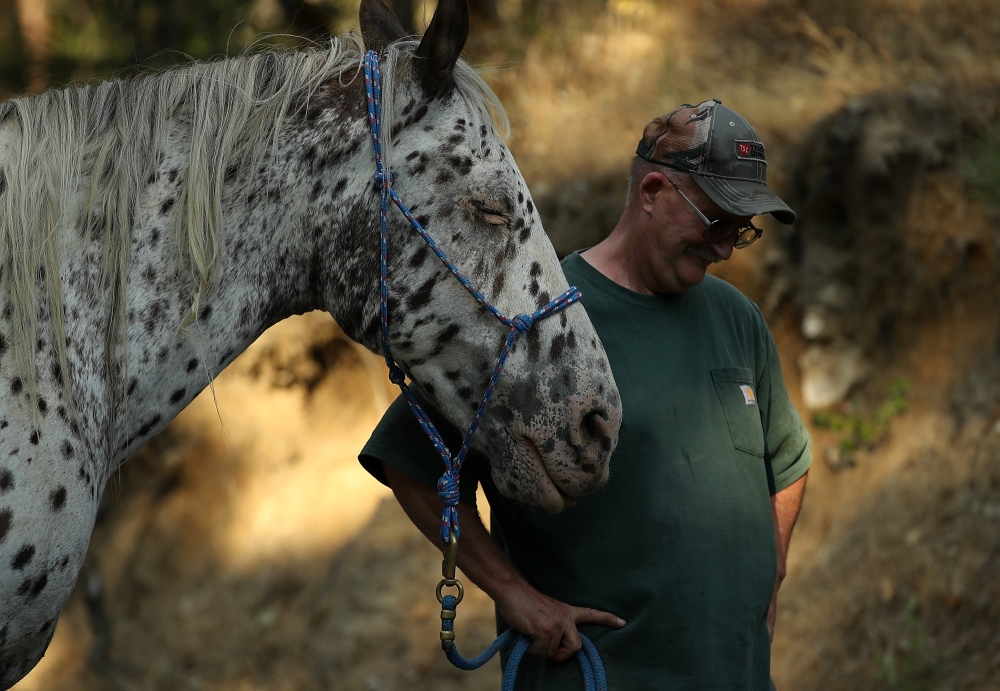 Rich Newell hangs his head as he struggles to get his horse, Ike, into a trailer as he evacuates ahead of the approaching Carr Fire on July 28, 2018 in Lewiston, California.  Justin Sullivan/Getty Images/AFP