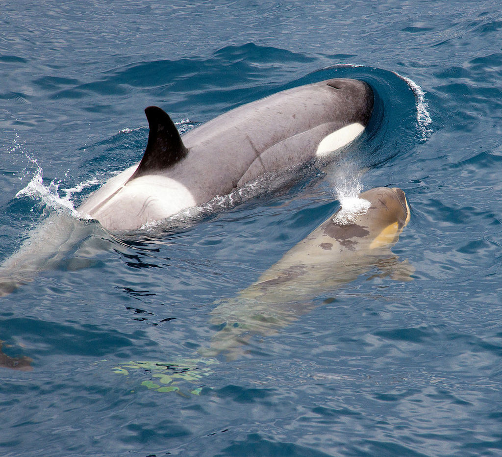 Representative image: Mother orca with calf near South Georgia Photo courtesy: Christopher Michel/Wikimedia Commons/CC BY 2.0