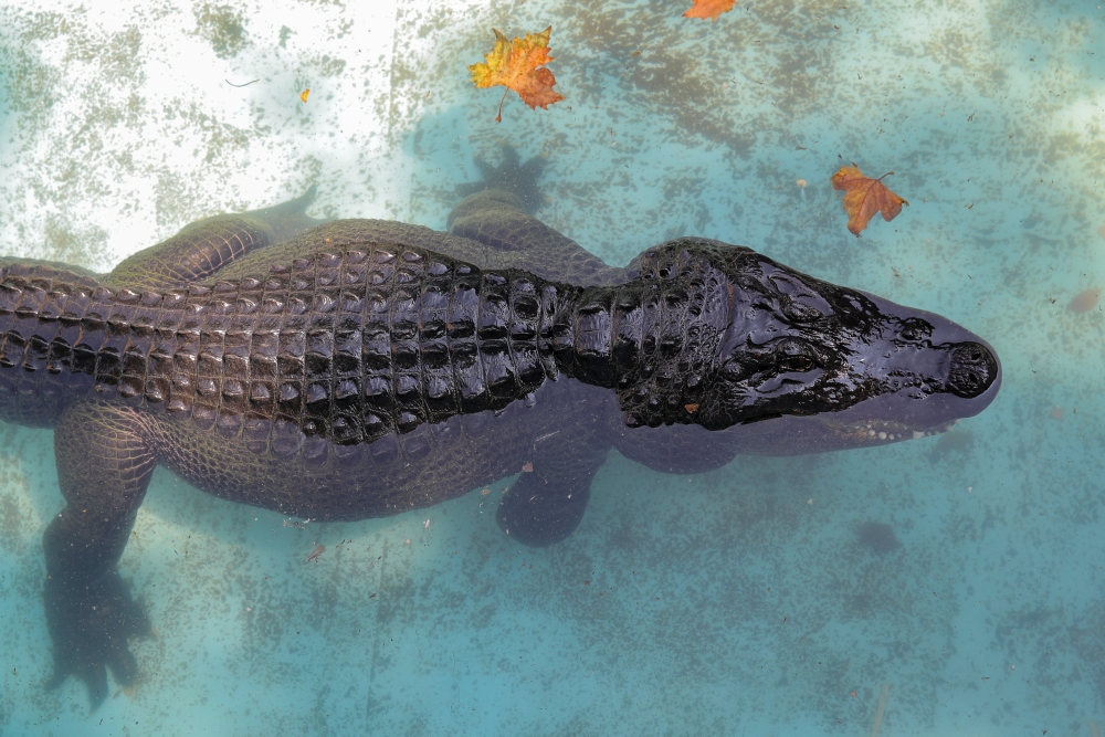 An alligator named Muja is seen in its enclosure in Belgrade's Zoo, Serbia, August 14, 2018. REUTERS/Marko Djurica