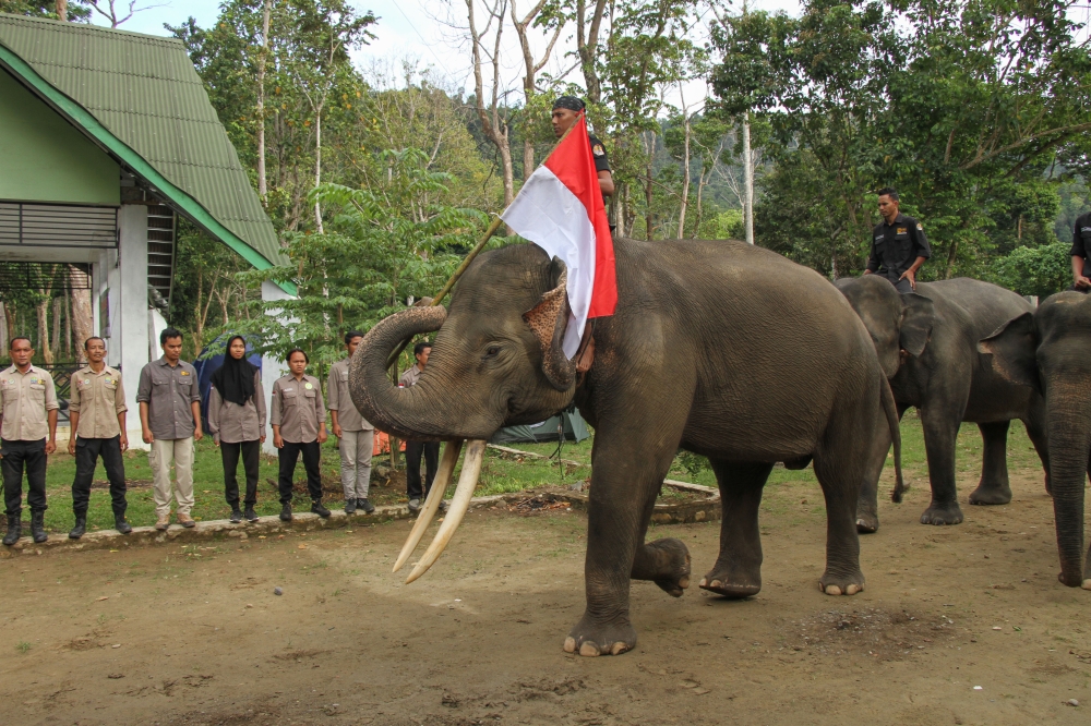 Sumatran elephants carrying the Red and White Flag to the handler (Mahout) to be raised at the ceremony the commemoration of the 73rd Republic of Indonesia anniversary at the Sampoiniet Conservation Response Unit (CRU), Aceh Jaya Regency, Aceh, Indonesia,