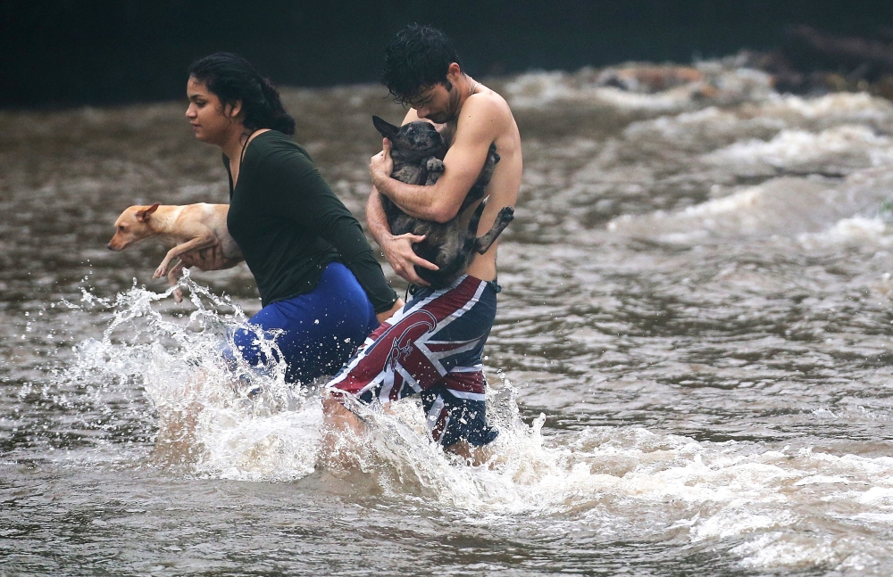 Residents carry dogs through flood waters to dry land, after playing in the water briefly on the Big Island on August 23, 2018 in Hilo, Hawaii. Hurricane Lane has brought more than a foot of rainfall to some parts of the Big Island which is under a flash 