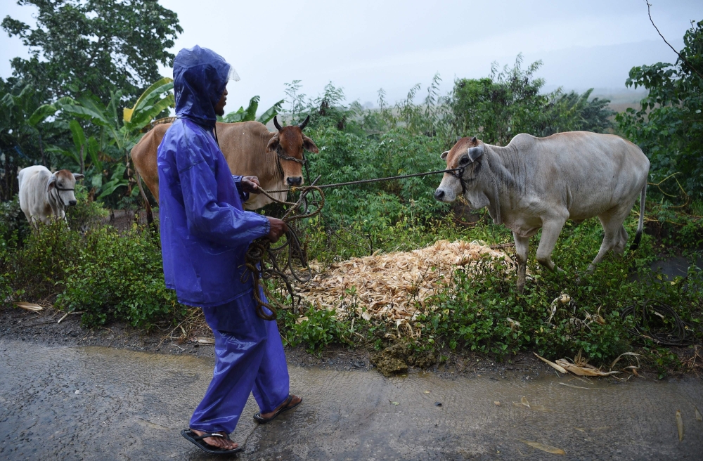 A farmer gathers his herd of cows to a safe place as Super Typhoon Mangkhut approaches the city of Tuguegarao, Cagayan province, north of Manila on September 14, 2018.  AFP / Ted Aljibe 