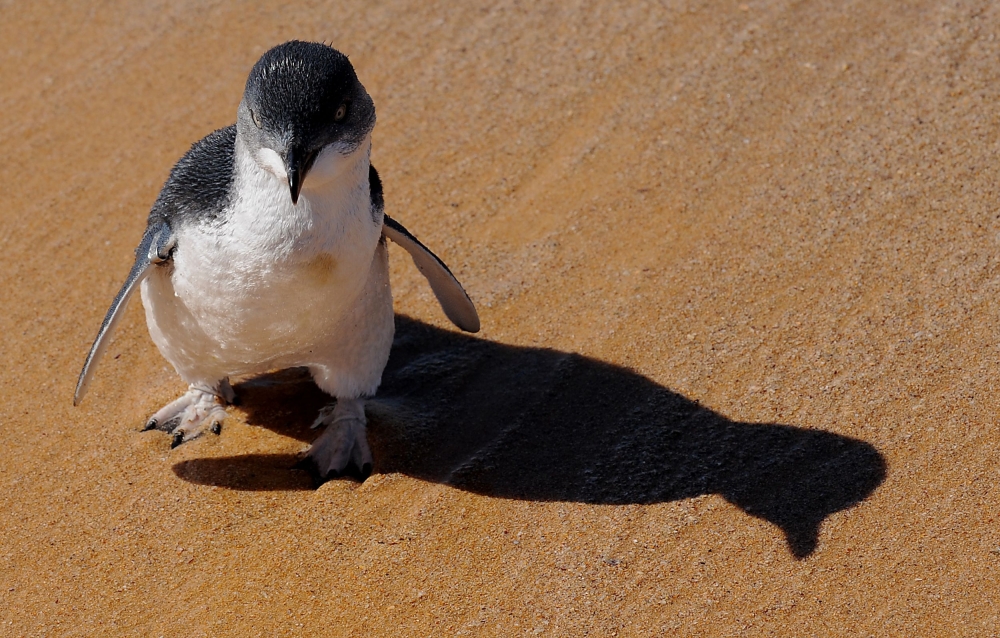 This file picture taken on March 20, 2009 shows a little penguin, also known as fairy penguin, as it is released from captivity into the open ocean near Sydney.  / AFP / Greg Wood 