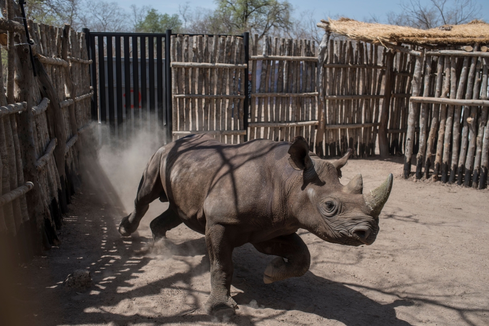 FILE PHOTO: A black rhino running around in a holding pen in Zakouma National Park.  AFP / STEFAN HEUNIS