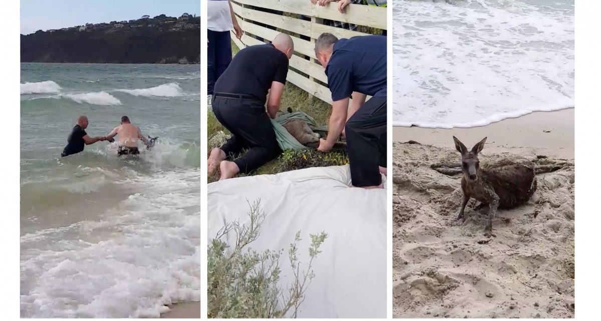 Police officers attempt to rescue a kangaroo struggling in the sea at Safety Beach, Victoria, Australia, October 27, 2018, in this still image taken from a video obtained from social media. Mia Grant/via REUTERS 