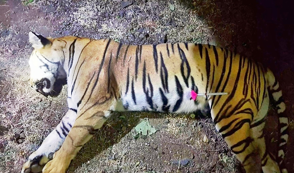 The dead body of the tiger known to hunters as T1 after being shot in the forests of India's Maharashtra state near Yavatmal. AFP PHOTO / MAHARASHTRA FOREST DEPARTMENT
