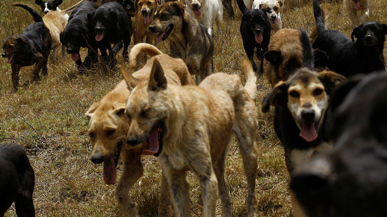 Police say the dogs went after the girl on Monday in a public park in the city of Gostivar. The 17-year-old's body was found downstream several hours later. Reuters file photo/Juan Carlos Ulate 