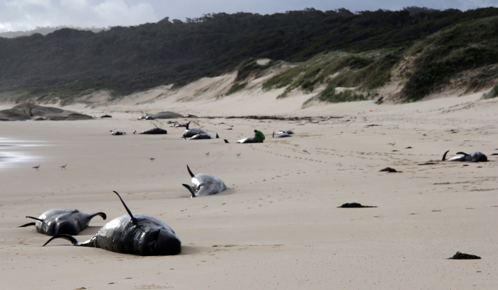 This handout photo from Parks Victoria taken and released on November 28, 2018 shows dead whales on a beach in Croajingolong National Park in Victoria state. AFP PHOTO / PARKS VICTORIA