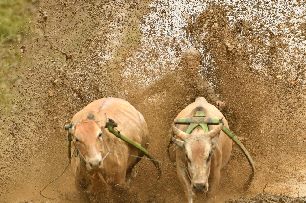 This picture takenon December 1, 2018 shows an Indonesian jockey riding two bulls with a cart during a traditional sport bull race locally called 