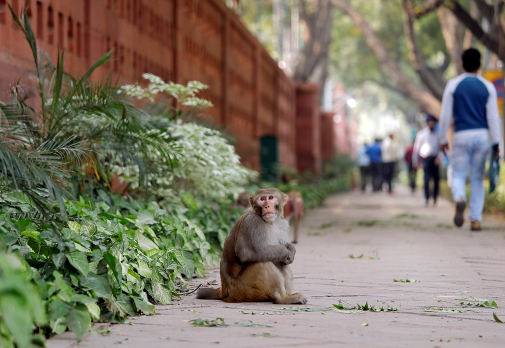 A monkey sits on a pavement outside India's Parliament building in New Delhi, India, November 15, 2018. REUTERS/Anushree Fadnavis