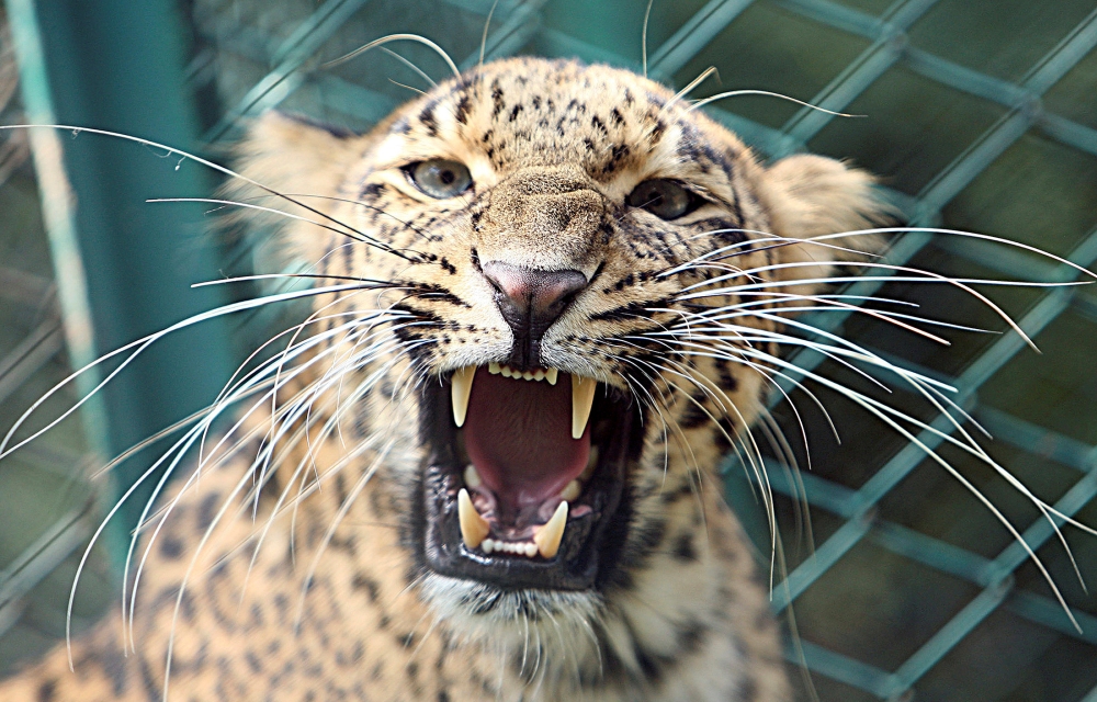 A leopard is seen inside its enclosure at a zoological park in Jammu September 19, 2007. Reuters/Amit Gupta