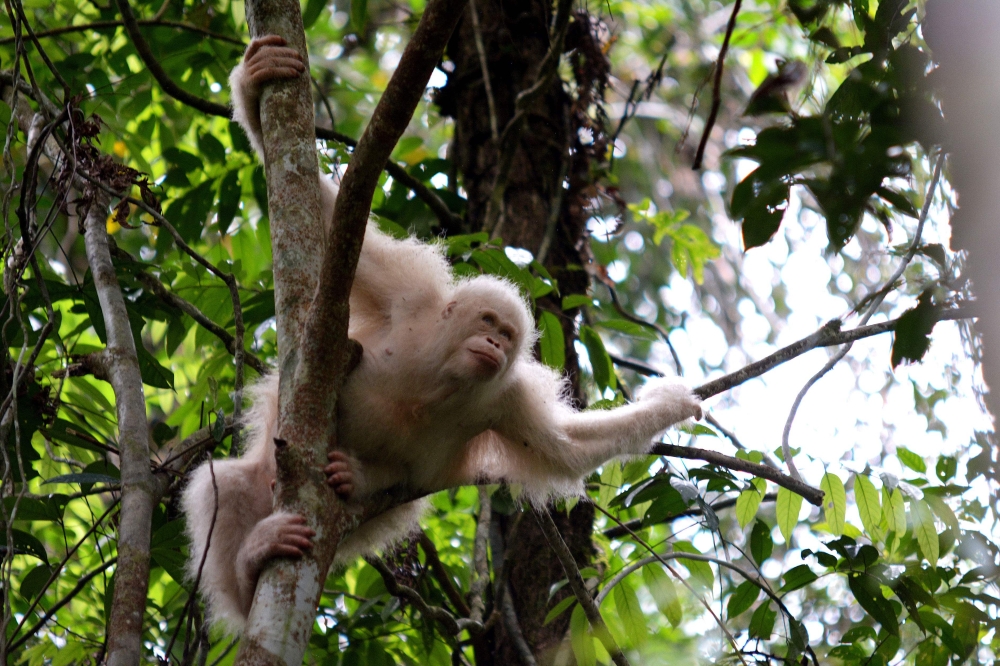 This handout picture taken on December 19, 2016 and released by Borneo Orangutan Survival Foundation shows Alba, the only albino orangutan ever recorded in the world, has now been released in the forest of Bukit Baka Bukit Raya National Park in Katingan R