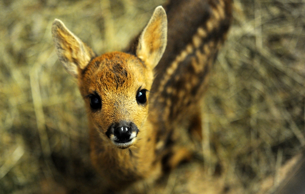 In this file photo taken on May 16, 2017 a fawn is pictured at the 