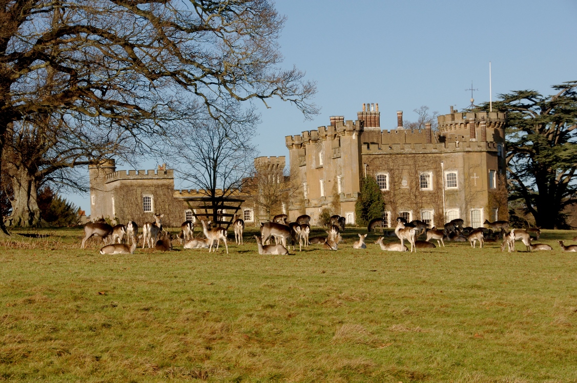 A herd of fallow deer, a type that has been living on the land for thousands of years, congregates at Knepp Castle. MUST CREDIT: Photo by Charlie Burrell
