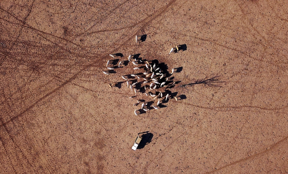 FILE PHOTO: Farmer May McKeown feeds the remaining cattle on her drought-affected property located on the outskirts of the north-western New South Wales town of Walgett in Australia, July 20, 2018. REUTERS/David Gray/File Photo