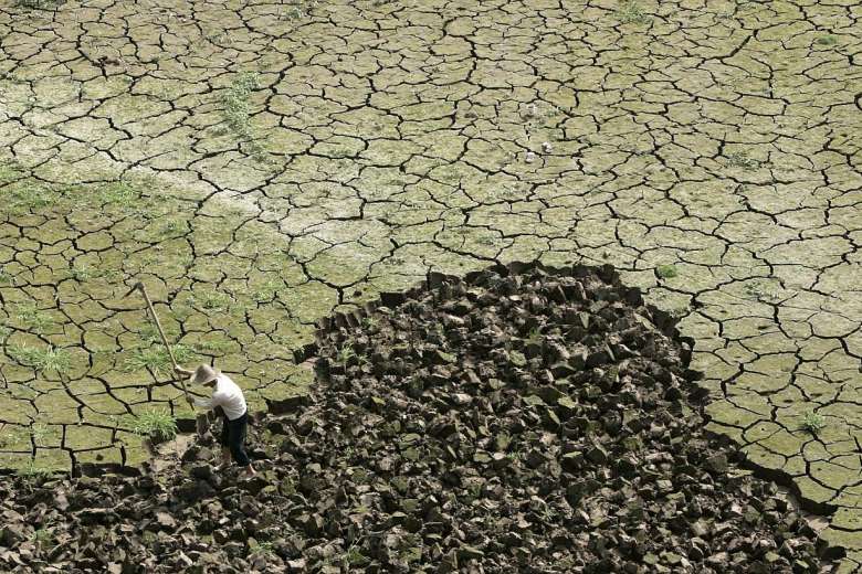 FILE PHOTO : A farmer works on a drought-hit paddy field on the outskirts of Chongqing municipality