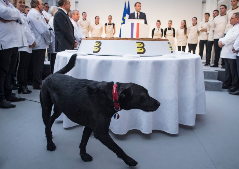 French President Emmanuel Macron's pet dog, Nemo, walks past a traditional Epiphany cake, as Emmanuel Macron delivers a speech during a ceremony at the Elysee palace in Paris, France, on January 11, 2019. AFP/Ian Langsdon  
