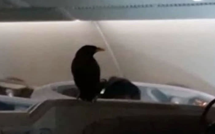 A video circulating on social media showed the bird perched on top of a headrest, about two hours before the flight was due to arrive in the British capital.